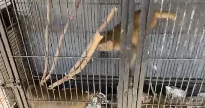 Konya’da İş yerinde beslenen 2 maymuna el konuldu