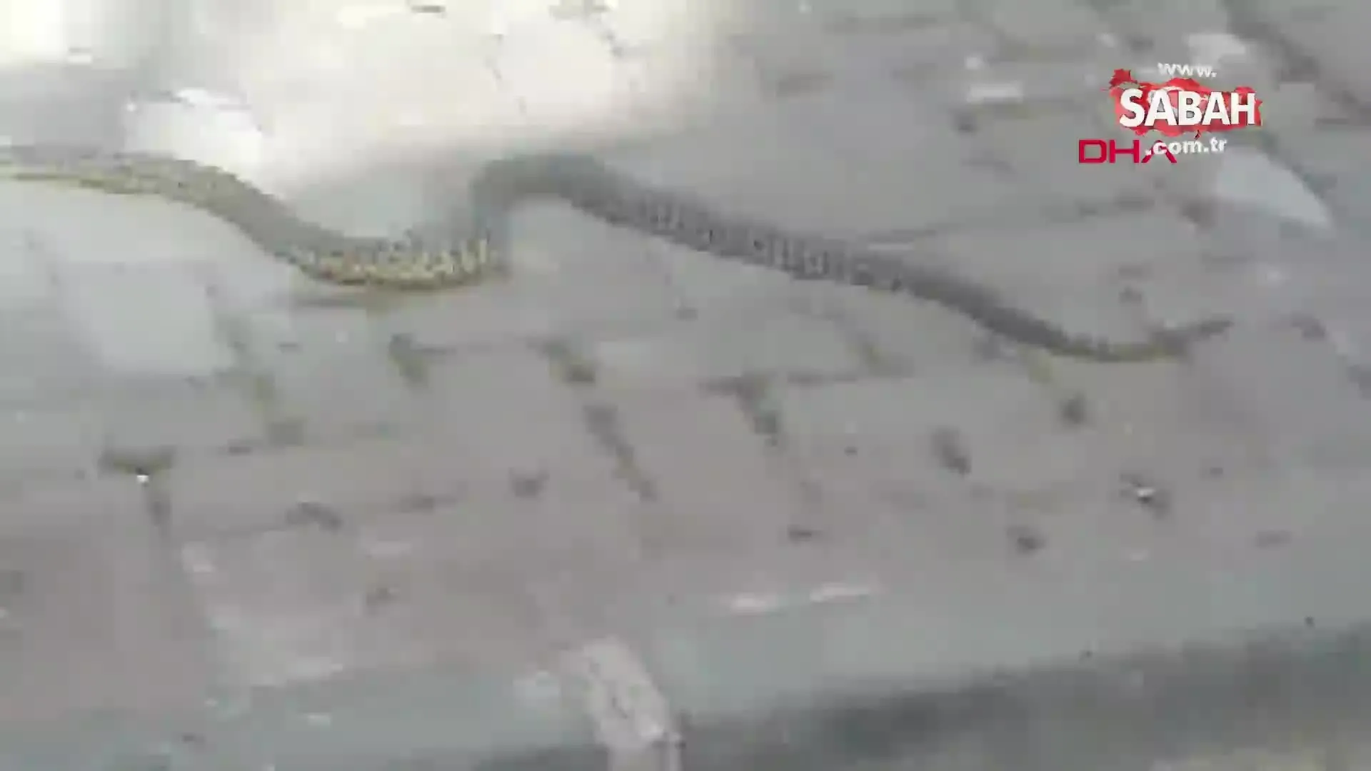 istanbul sultangazi de yilanlar evlere kadar girdi