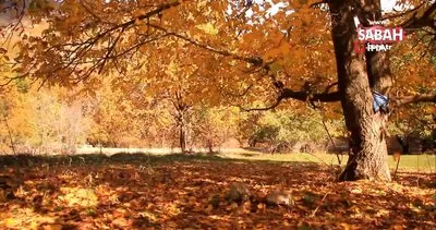 Yüksekova’da sonbahar güzelliği... Kartpostallık görüntüler ortaya çıktı | Video