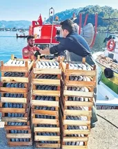 Denizde palamut bereketi