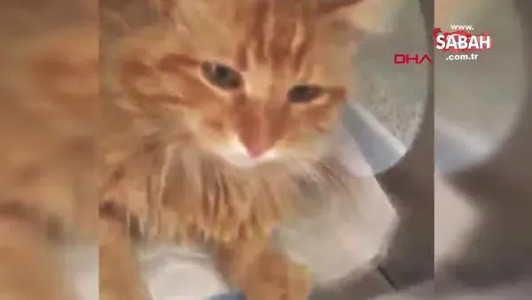 Muğla Bodrum'da yaralı bulunan kedinin çekilen röntgeni korkunç gerçeği ortaya çıkard!