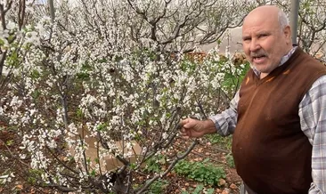 Erdemli’de erikler çiçek açtı