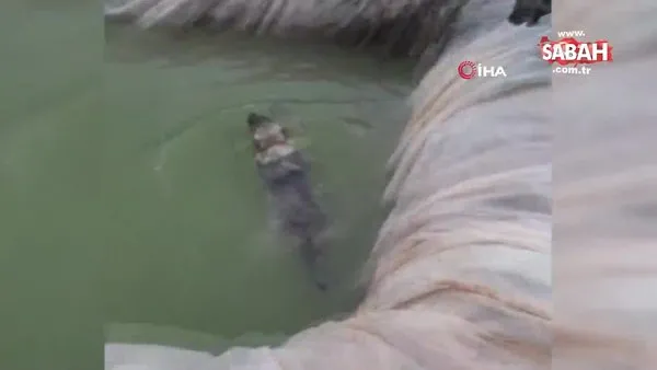 Antalya'da havuza düşen kangal köpeğini, kardeşi kurtardı! O anlar kamerada... | Video