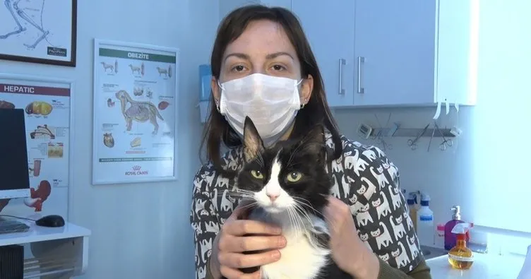 Böbrek hastası kediye kök hücre tedavisi