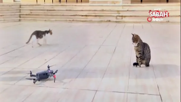 Denizli'de meraklı kedi drone’nun peşini bırakmadı