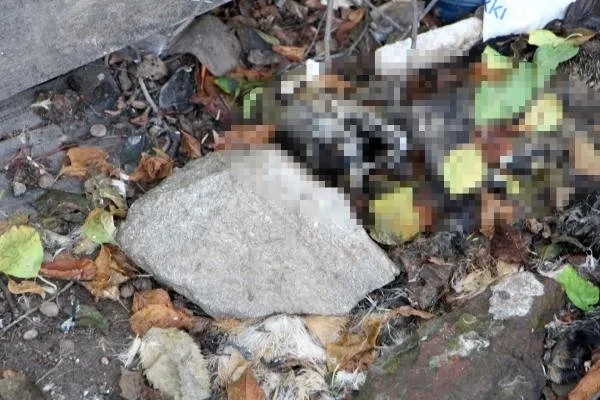 Edirne’de yıkılmış evin bahçesinde 15 ölü kedi bulundu! Ekipler harekete geçti: Soruşturma başlatıldı