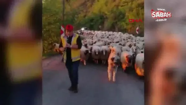Ordu'da koyun sürüsünün klarnetli yayla yolculuğu | Video