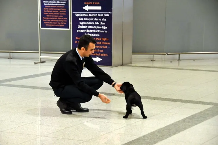 Tuvalette unutulan yavru köpek, havalimanının maskotu oldu