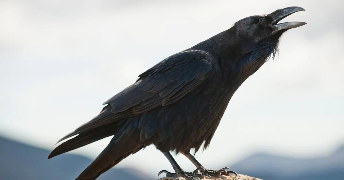 ruyada karga gormek ne anlama gelir ruyada karga gormek nasil yorumlanir son dakika haberler
