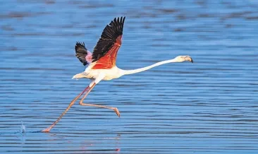 Doğada sürpriz bitmez