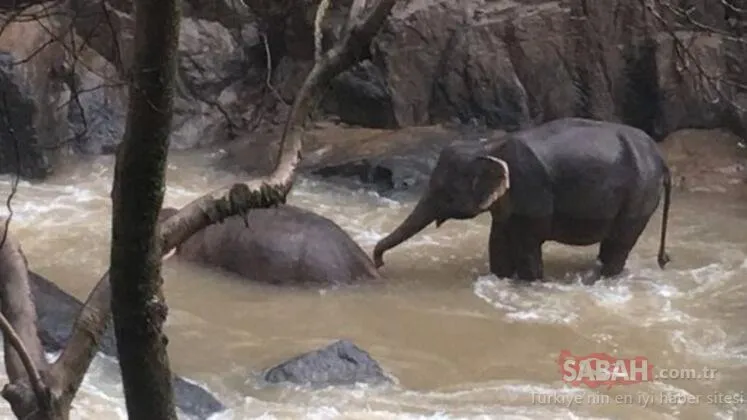 Tayland’da feci görüntüler! Bebek fil şelaleye düşünce...