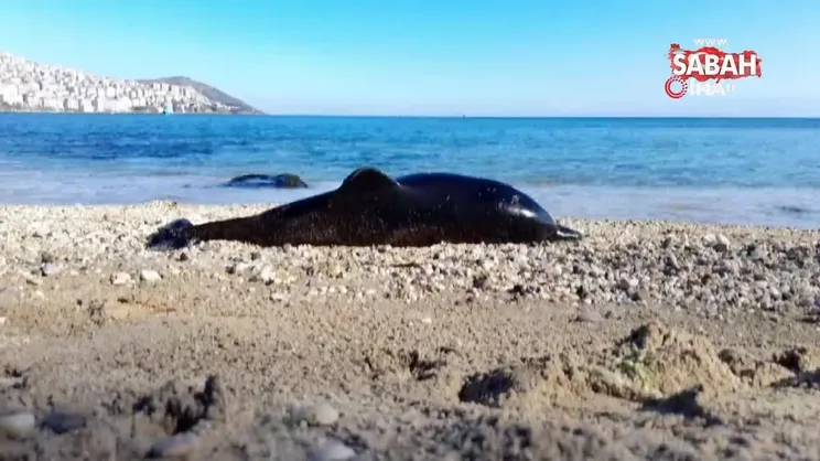 Sinop’ta ölü yunus sahile vurdu | Video