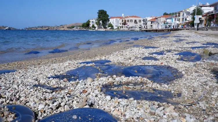 İzmir plajlarında inanılmaz görüntü! Yüzlercesi kıyıya vurdu: İstila!