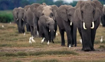 Zimbabve’de bu yıl 60 kişi fil saldırısında öldü