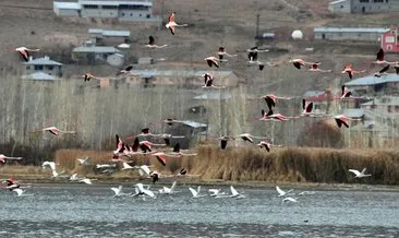 Küresel iklim değişimi etkiledi: Flamingolar son 10 yıldır gitmiyorlar