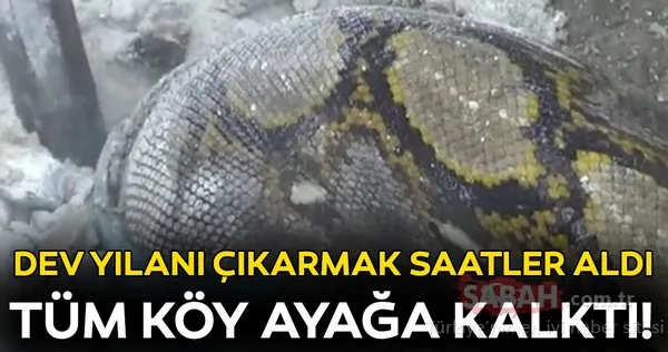 Sıkışan dev pitonu böyle kurtardılar!