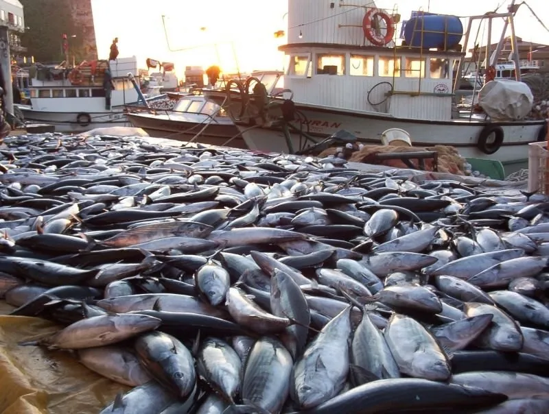 Hangi mevsimde hangi balık yenir? - Galeri - Yaşam