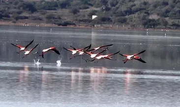 Flamingolar kışa hazılanıyor