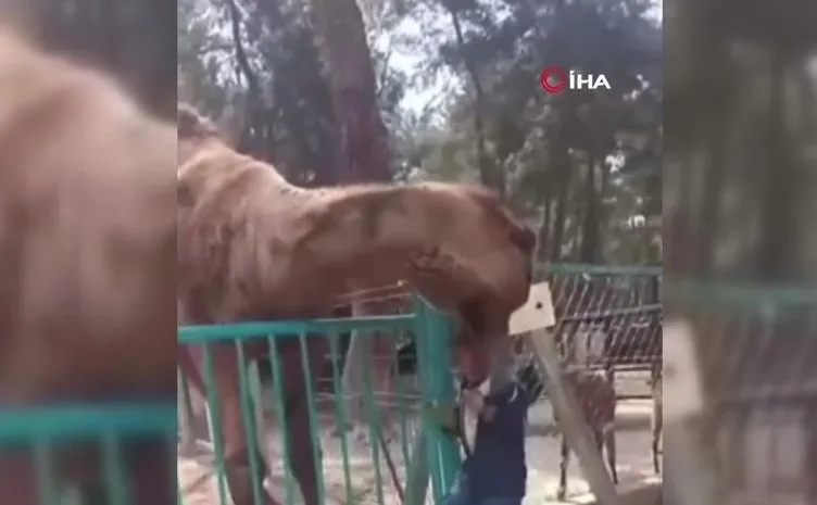 Hayvanat bahçesinde korkunç görüntül: Deve çocuğun kafasını ısırıp havaya kaldırdı!