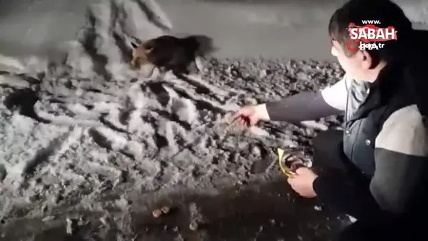 Rize'de yoğun kar yağışı sebebi ile aç kalan tilkiyi bir vatandaş elleri ile böyle besledi!