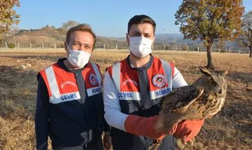 Jandarmanın bulduğu puhu kuşu tedavi altına alındı