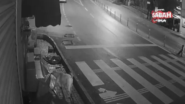 İstanbul Üsküdar'da sokak köpeklerinin 'kedi savaşı' kamerada | Video