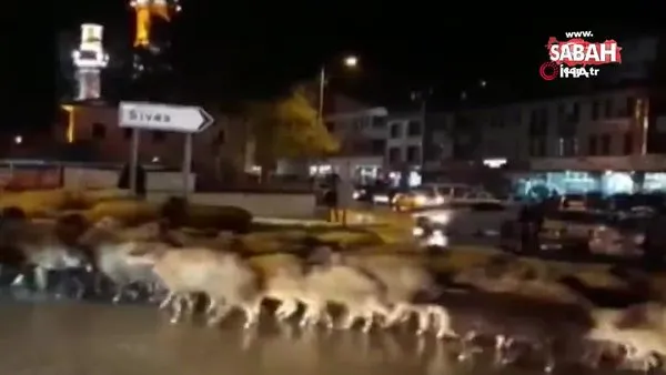 Tokat'ta şehir merkezindeki caddeleri yaylaya göç eden koyun sürüsü doldurdu | Video