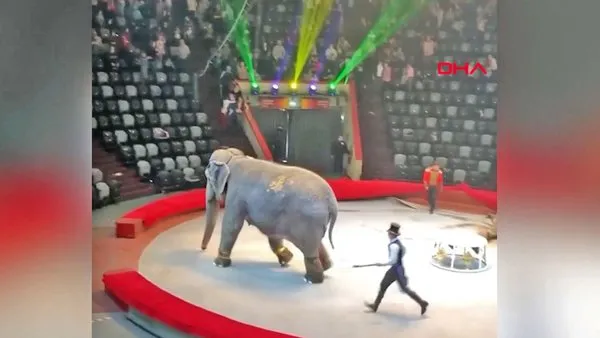 Sirkte fil dehşeti! Saldırı anı kamerada... | Video