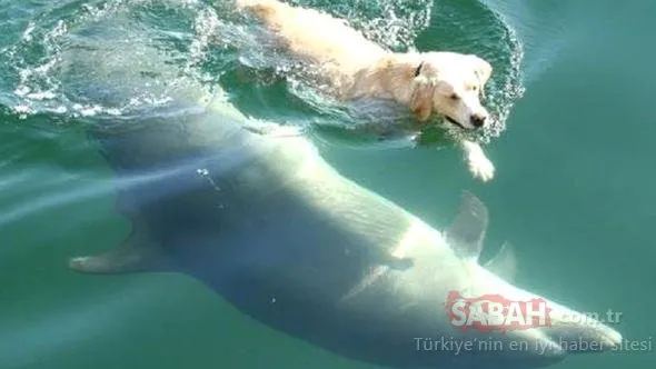 Tory Adası ben dog ile ilgili görsel sonucu