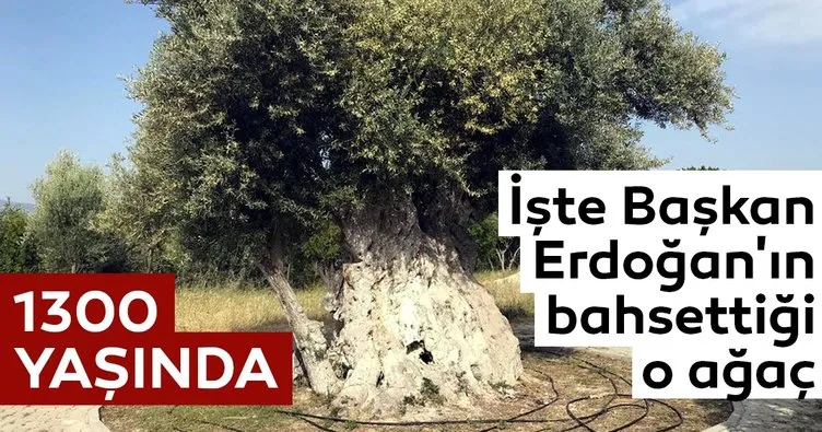 İşte Cumhurbaşkanı Erdoğan’ın bahsettiği o zeytin ağacı