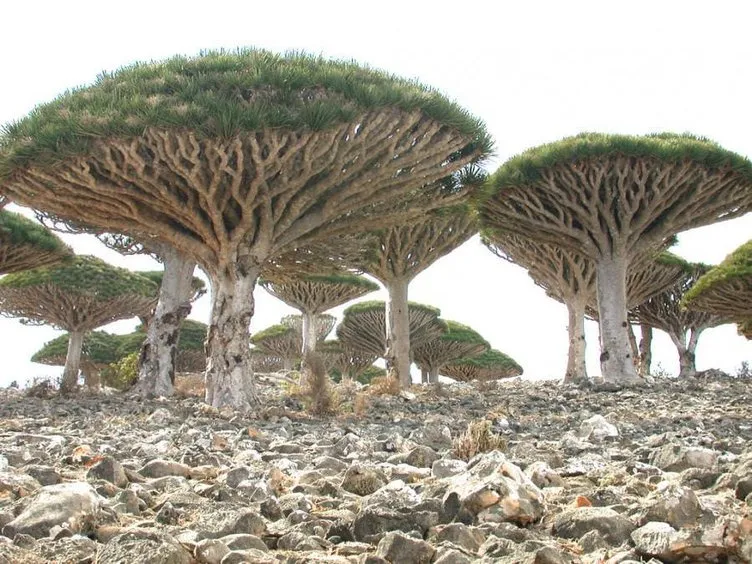 Dünyanın en tuhaf ağaçları