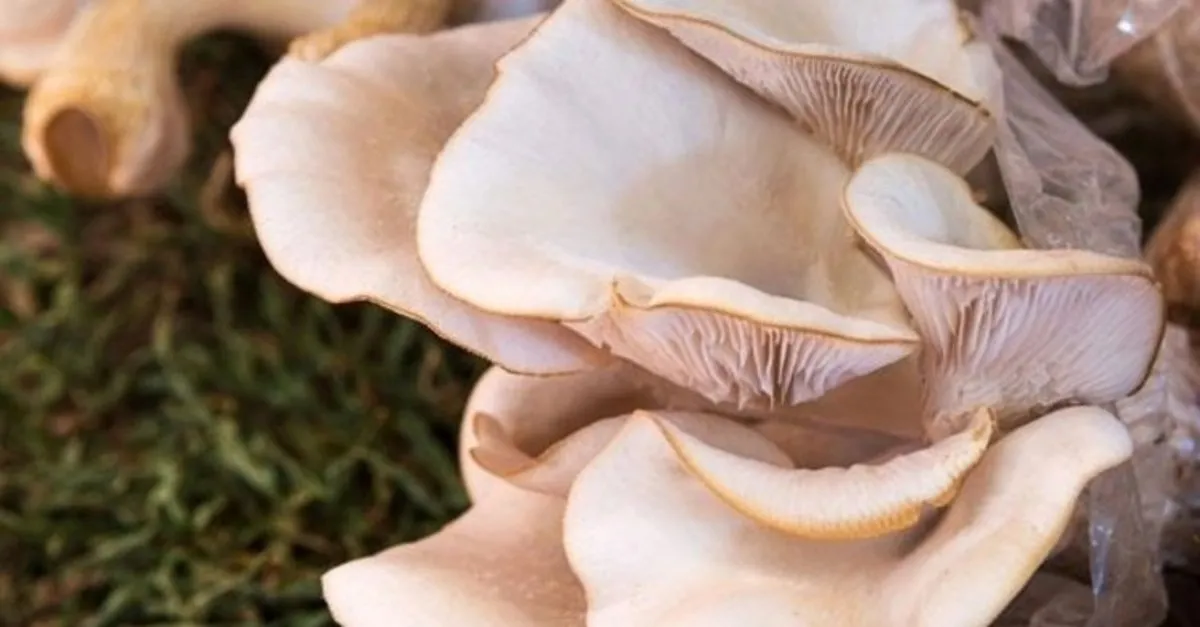 mantar zehirlenmesi belirtileri nelerdir mantar zehirlenmesi nasil anlasilir saglik haberleri mantar zehirlenmesi belirtileri nelerdir mantar zehirlenmesi nasil anlasilir saglik haberleri