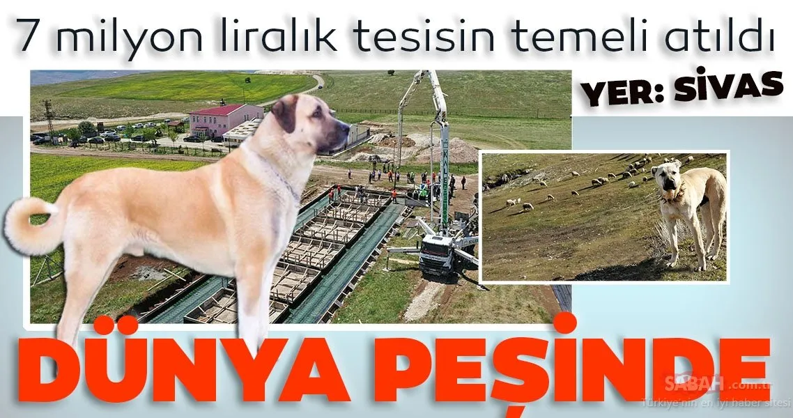 Kangal köpekleri için planlanan 7 milyon liralık dev tesisin temeli atıldı