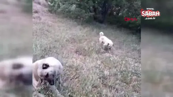 Tunceli'de çoban köpeklerine saldıran yılan hayatının hatasını yaptı | Video