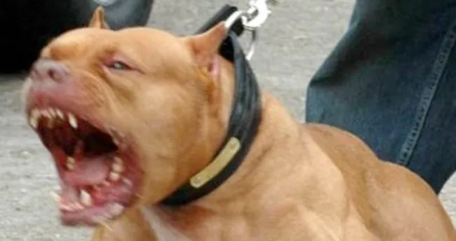 Saldıran pitbulu bıçakladı