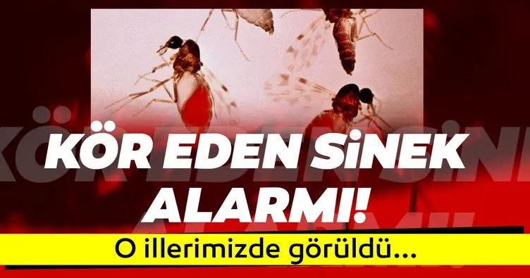 Türkiye’de görüldü! Kör eden sinekler o bölgeyi alarma geçirdi