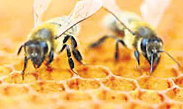 Arılar sayı sayabiliyor