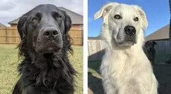 Siyah köpek 2 yıl içerisinde bembeyaz oldu!