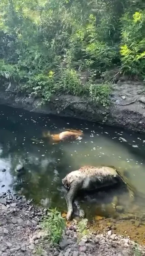 bu-hayvanlar-neden-oldu-dereyi-hayvan-mezarligina-cevirmisler-1718092259219.jpg