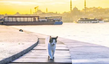 Bir evcil hayvandan çok daha fazlası