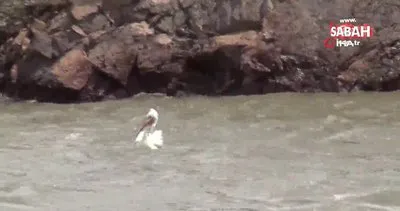 Pelikan ailesi Kars Barajı’nda görüntülendi | Video