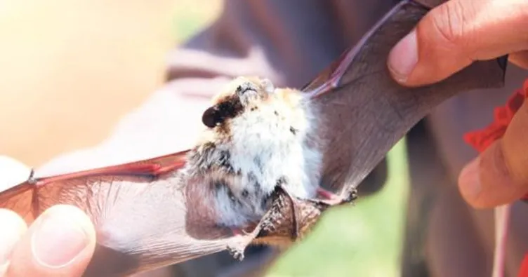 Salda’nın yeni misafirleri