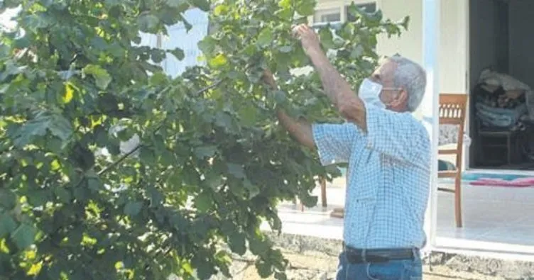 Emekli öğretmen Mustafa Cirit Kahramanmaraş’ta ‘fındık’ yetiştirdi