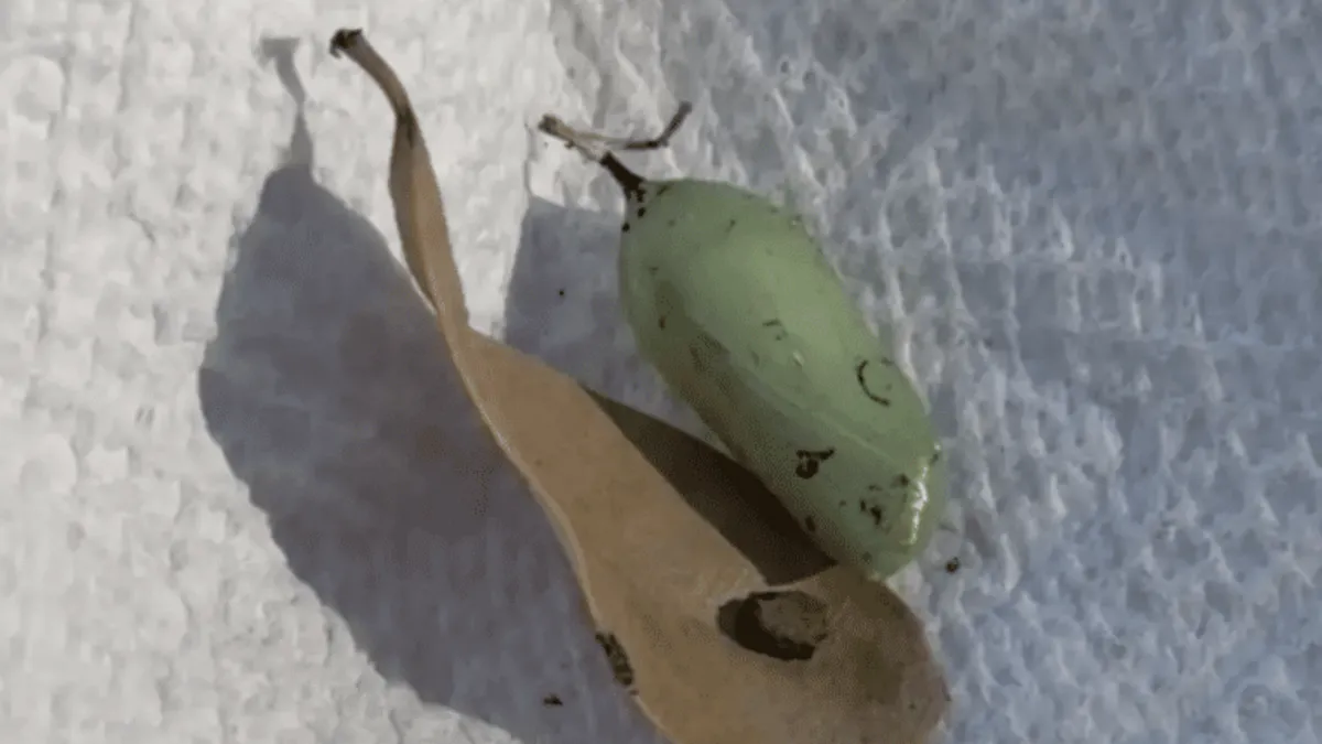 Yaprakların arasında buldu! Saatler sonra doğanın mucizesine tanık oldu