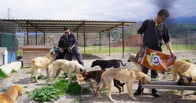 Depremden kurtulan köpekler Seydikemer’de tedavi ediliyor