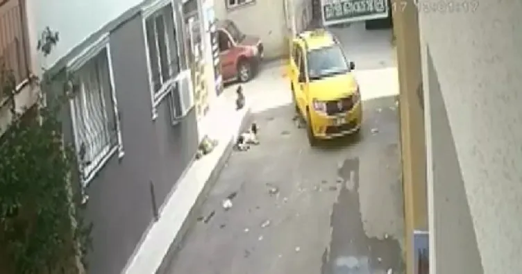 İzmir’de yürekleri sızlatan olay! Yavru köpeğin üzerinden geçti, arkasına bakmadı