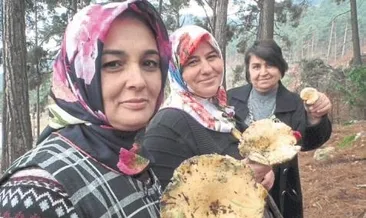 Kanlıca mantarından tantuni yaptılar