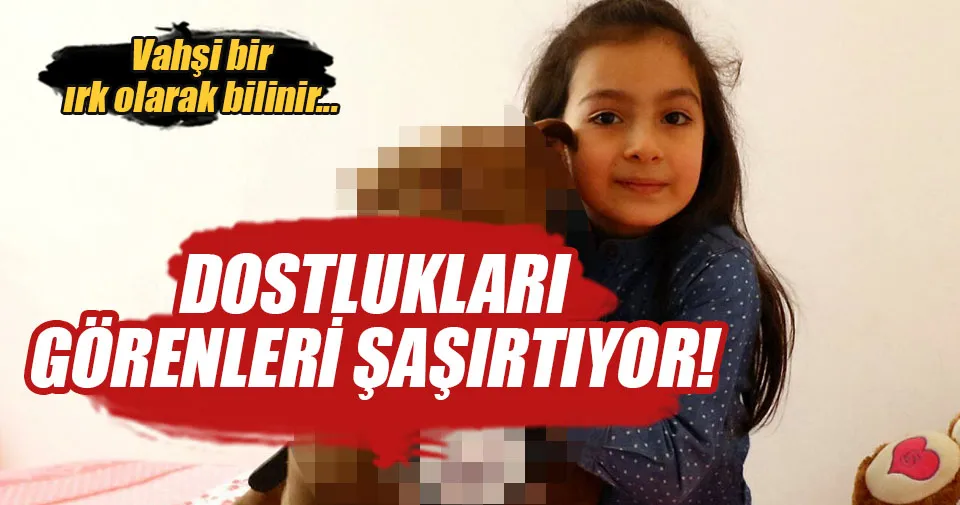 pitbull ile 8 yasindaki kizin dostlugu