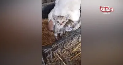 Yavru kedilere annelik yapan tavuk, yürekleri ısıttı | Video