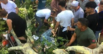Tarihi çınarın dalı koptu: 3 kişi yaralandı #kocaeli